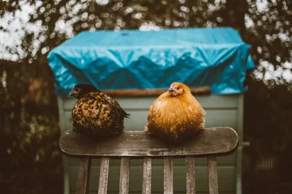 comment chauffer un poulailler l'hiver idées chauffage protéger poules froid humidité gel