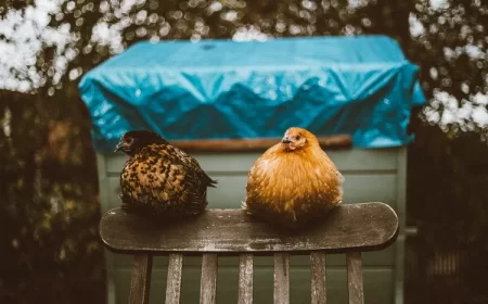 comment chauffer un poulailler l'hiver idées chauffage protéger poules froid humidité gel