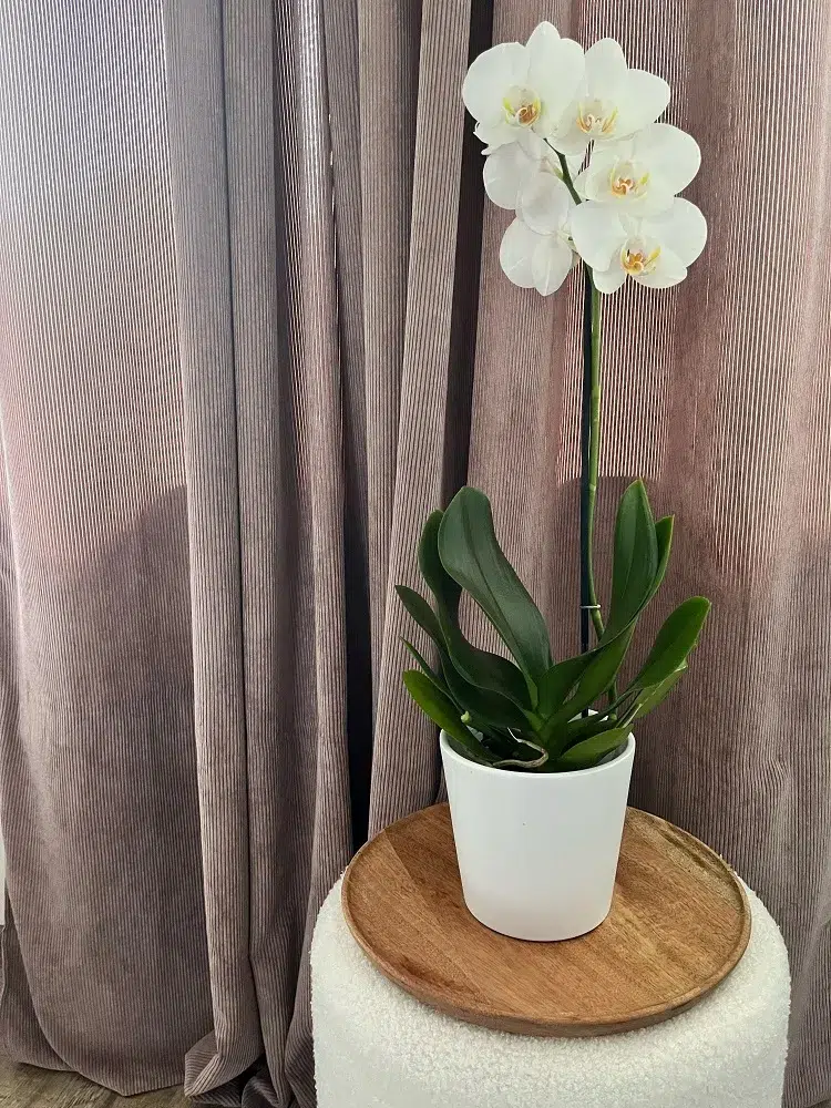 comment déclencher floraison orchidée en novembre automne astuces entretien