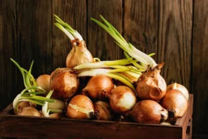 comment empêcher les oignons de germer astuces de stockage