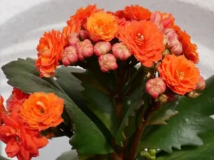 comment entretenir le kalanchoe plante d'intérieur succulente à fleurs