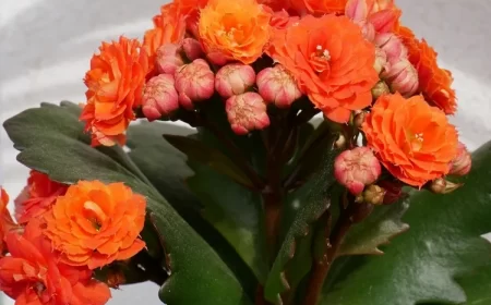 comment entretenir le kalanchoe plante d'intérieur succulente à fleurs
