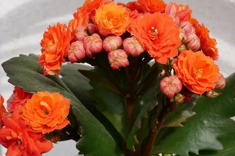 comment entretenir le kalanchoe plante d'intérieur succulente à fleurs