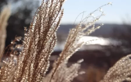 comment entretenir le miscanthus taille arrosage craig picariello pexels