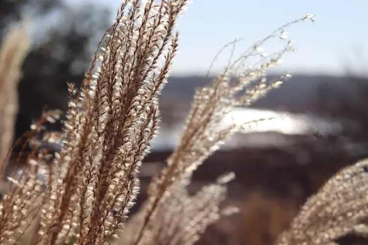 comment entretenir le miscanthus taille arrosage craig picariello pexels