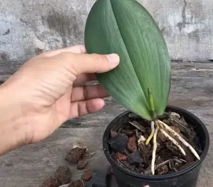 comment faire pousser une orchidée à partir d'une feuille instructions