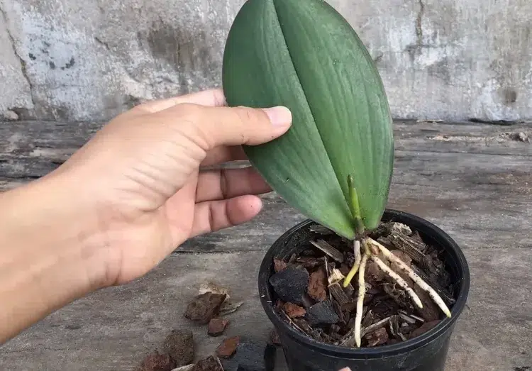 comment faire pousser une orchidée à partir d'une feuille instructions