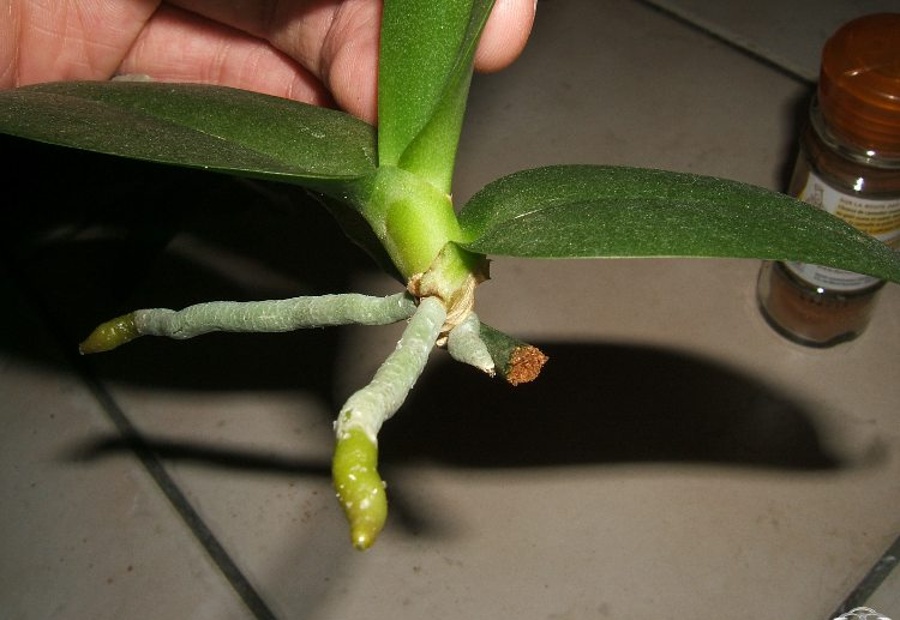 comment faire pousser une orchidée