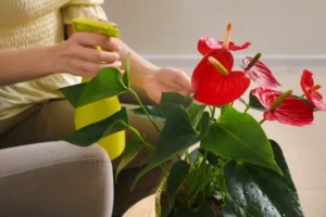 comment faire refleurir un anthurium