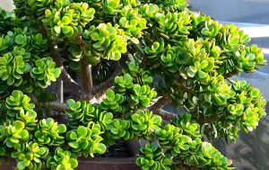 comment faire une bouture d'arbre de jade 2026