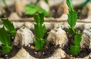 comment faire une bouture de cactus de noël multiplier schlumbergera
