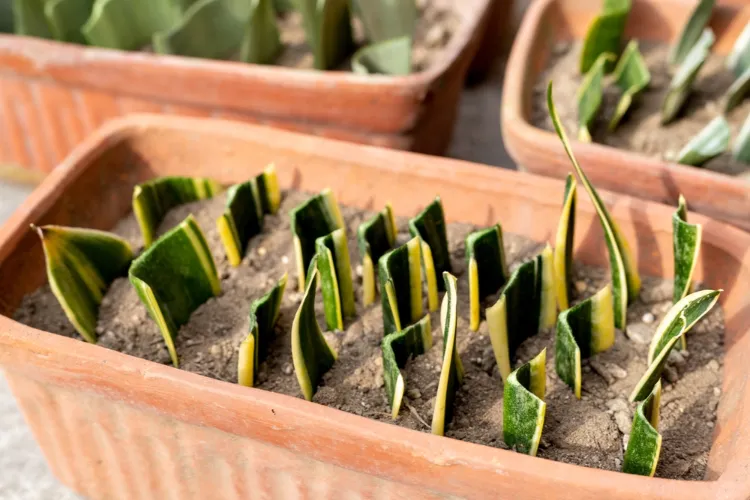 comment faire une bouture de sansevieria en terre multiplier plante serpent