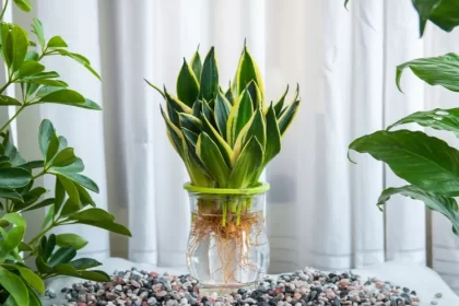 comment faire une bouture de sansevieria multiplier plante serpent