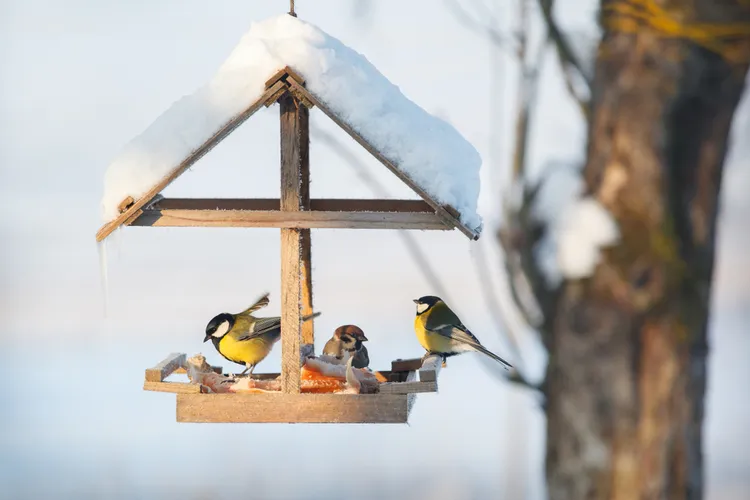 comment nourrir les oiseaux du jardin en hiver astuces conseils