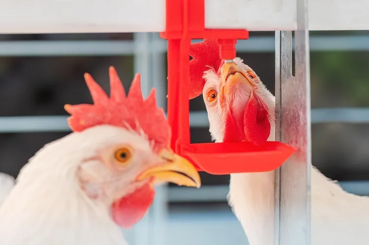comment nourrir les poules en hiver conseils idées aliments recettes boire eau