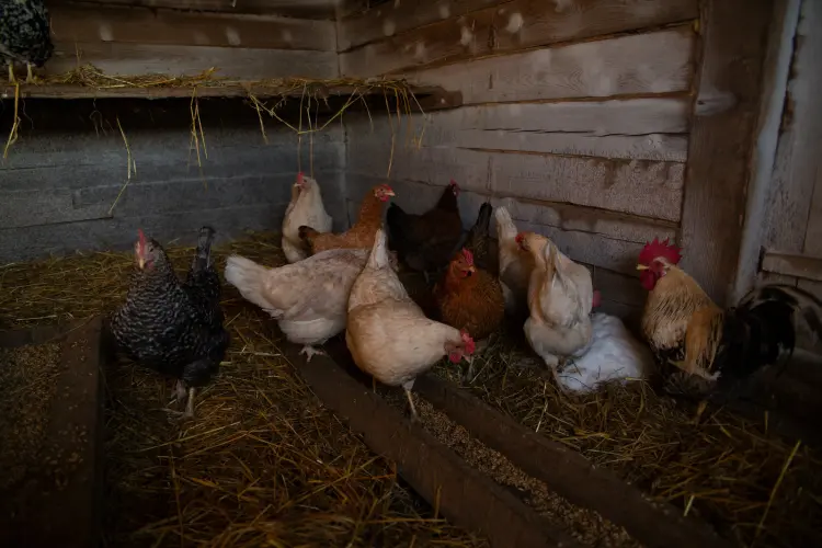 comment prendre soin des poules en hiver en été isolation pondoir