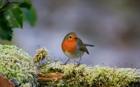 comment prendre soin d'un rouge gorge en hiver le nourrir apprivoiser mangeoire wirestock freepik