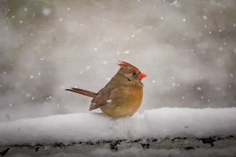 Voici comment le rouge-gorge supporte l'hiver (et comment l'aider)