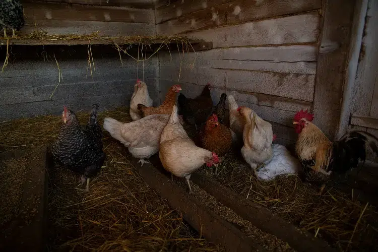 comment protéger les poules de l'hiver grands froids astuces isolation poulailler