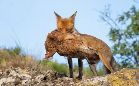 comment protéger les poules des renards astuces faire fuir astuces wildlifeworld shutterstock