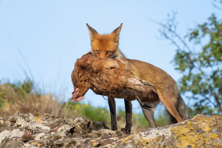 comment protéger les poules des renards astuces faire fuir astuces wildlifeworld shutterstock