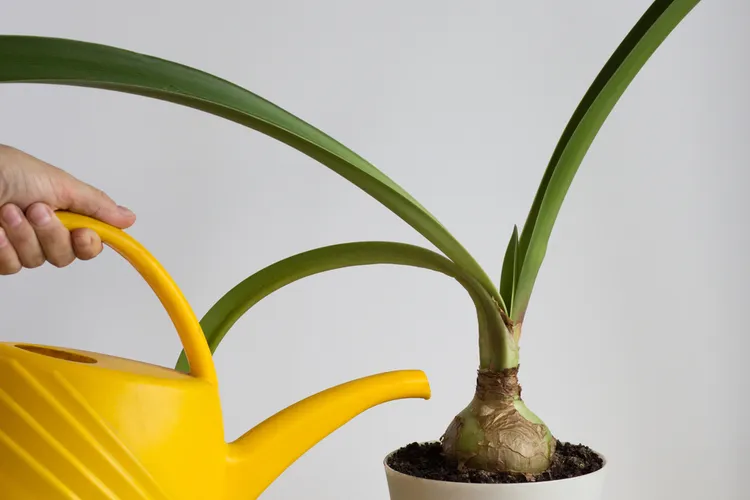 comment réussir arrosage de l'amaryllis en pot