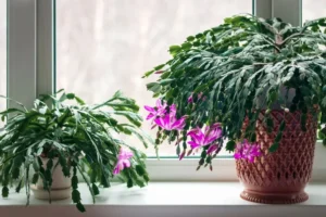 comment sauver un cactus mou cesser fleurir raisons saturation sécheresse arrosage approprié