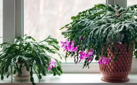 comment sauver un cactus mou cesser fleurir raisons saturation sécheresse arrosage approprié