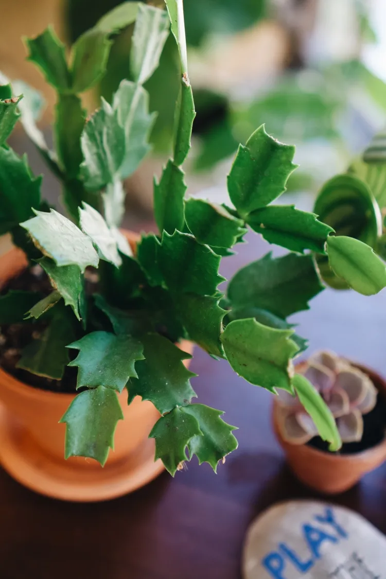 comment sauver un cactus mou feuilles molles raisons humidité assoiffement remédier