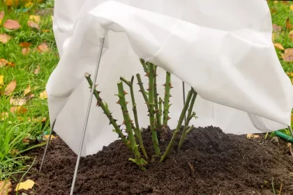 comment soigner les rosiers en hiver conseils entretien mettre voile d'hivernage sur un rosier