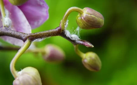 comment tuer les cochenilles farineuses pour toujours les prevenir natalia van d shutterstock