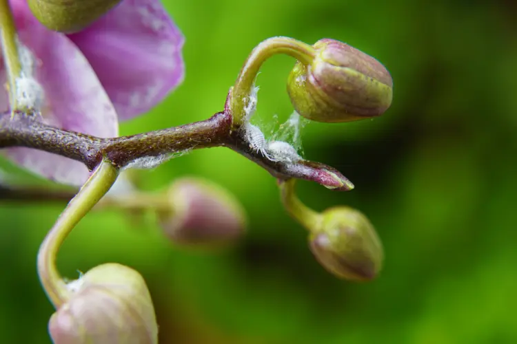 comment tuer les cochenilles farineuses pour toujours les prevenir natalia van d shutterstock