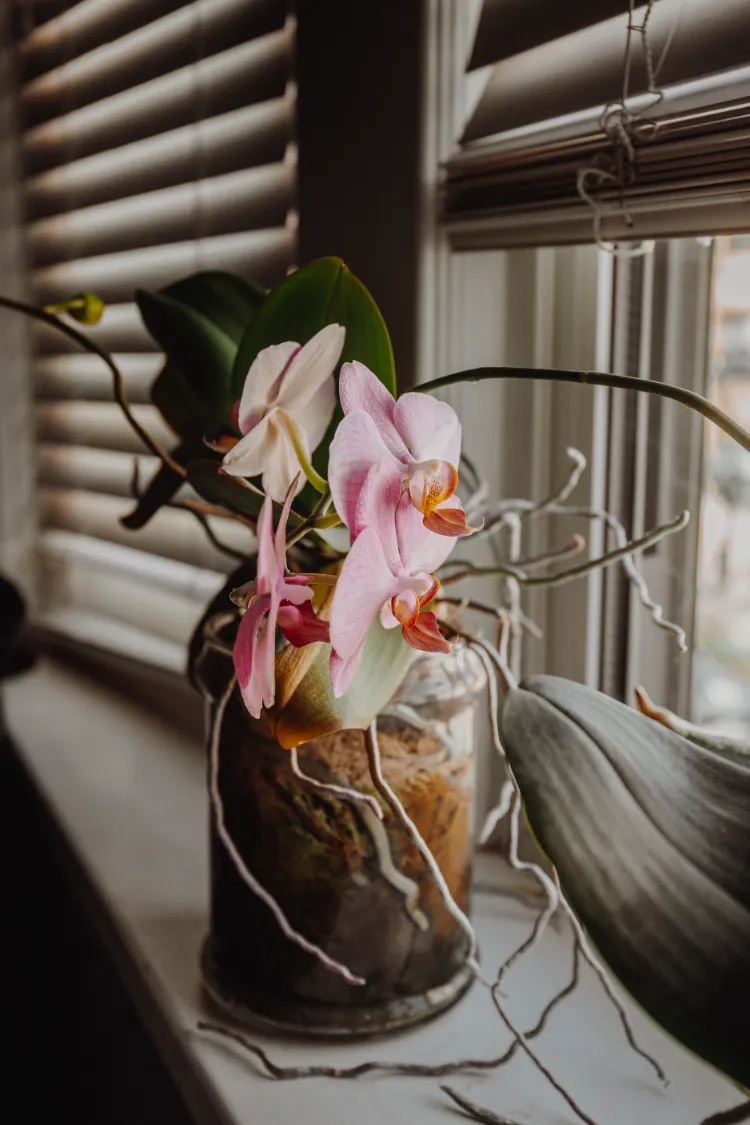 couper les racines des orchidées comment quand pourquoi