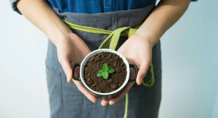 engrais azoté naturel marc de café plantes aiment intérieur
