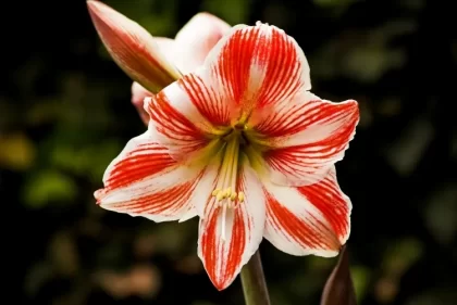 engrais naturel pour amaryllis croissance azote phosphore potassium floraison prolongée