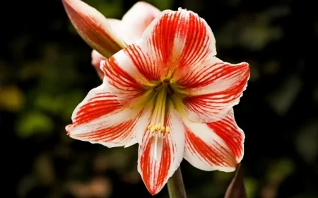 engrais naturel pour amaryllis croissance azote phosphore potassium floraison prolongée