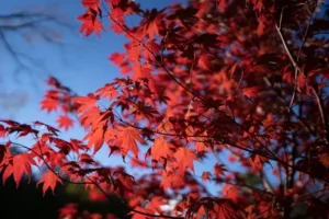 engrais pour étable du japon quand et comment fertiliser booster kbee77 envato