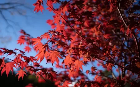 engrais pour étable du japon quand et comment fertiliser booster kbee77 envato