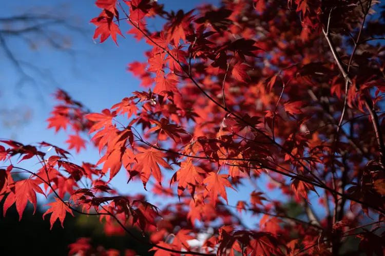 engrais pour étable du japon quand et comment fertiliser booster kbee77 envato