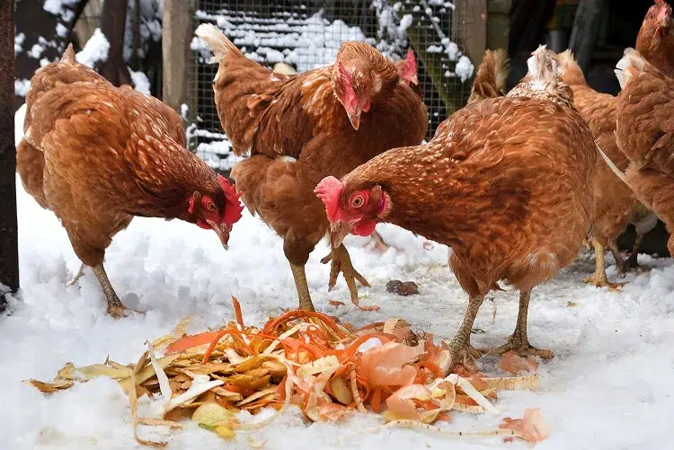 erreurs à éviter pour bien nourrir vos poules pondeuses en hiver