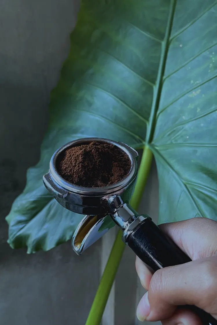 erreurs utilisation marc de café plantes intérieur qui n'aiment pas
