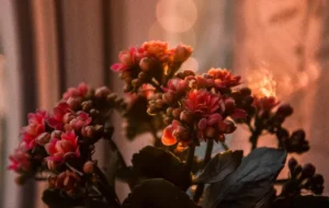 est ce que le kalanchoe craint le froid entretien pexels irina iriser