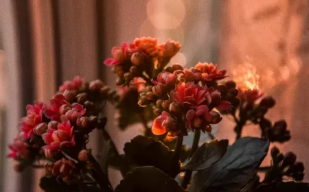 est ce que le kalanchoe craint le froid entretien pexels irina iriser