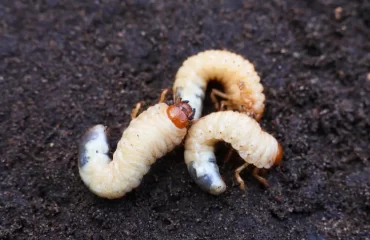 éviter lapparition des vers dans le compost gros blancs terre hanneton cetoine doree