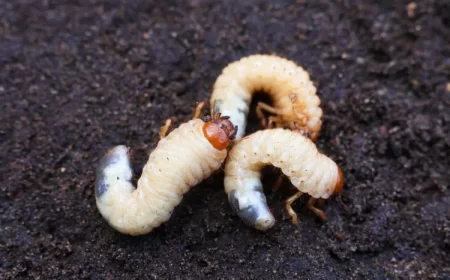 éviter lapparition des vers dans le compost gros blancs terre hanneton cetoine doree