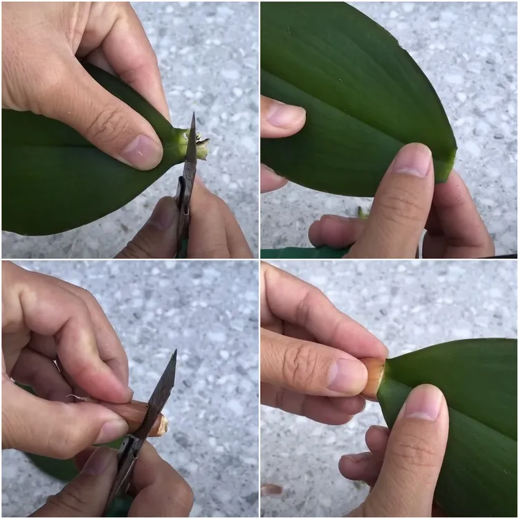 faire pousser une orchidée à partir d'une feuille étapes à suivre