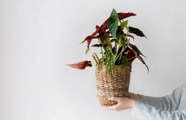 fiche culture bégonia maculata polka dot conseils plantation arrosage exposition rempotage bouturage taille