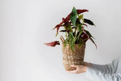fiche culture bégonia maculata polka dot conseils plantation arrosage exposition rempotage bouturage taille