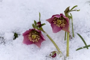 hellebore rose de noël jardin fleur d'hiver sans entretien qui résiste au gel froid semer planter novembre décembre
