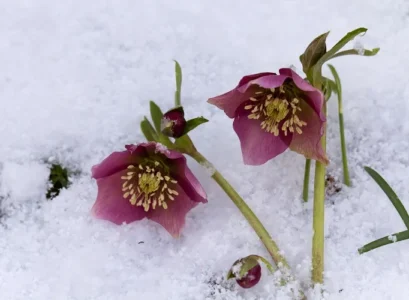 hellebore rose de noël jardin fleur d'hiver sans entretien qui résiste au gel froid semer planter novembre décembre